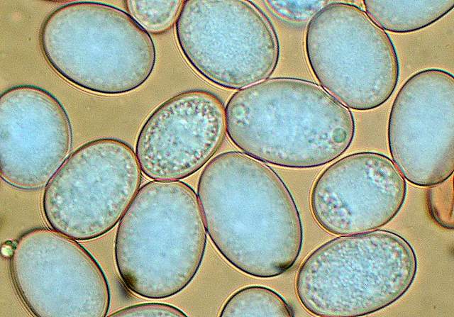 Alla ricerca della spugnola acuminata